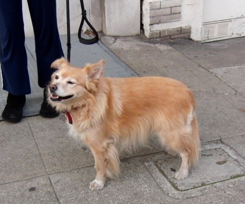 Корги колли