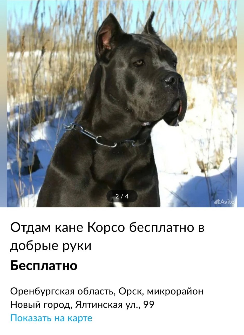 Кане Корсо купированные