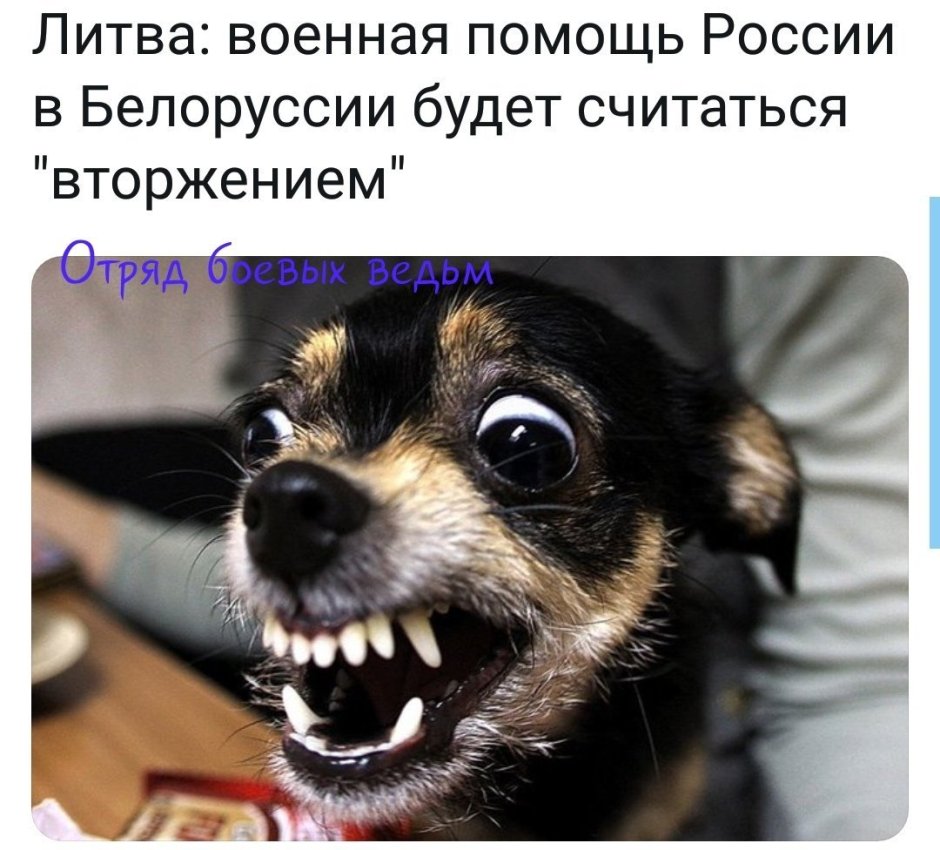 Морда чихуахуа