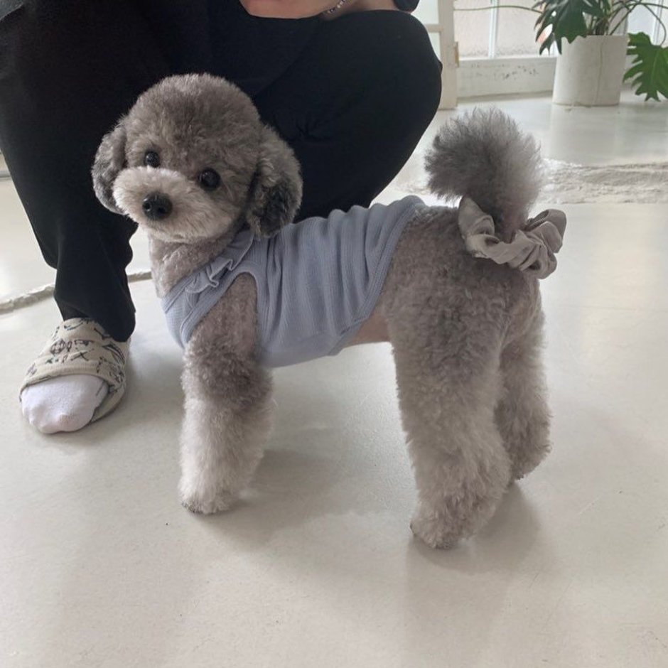 Silver Toy Poodle Puppy