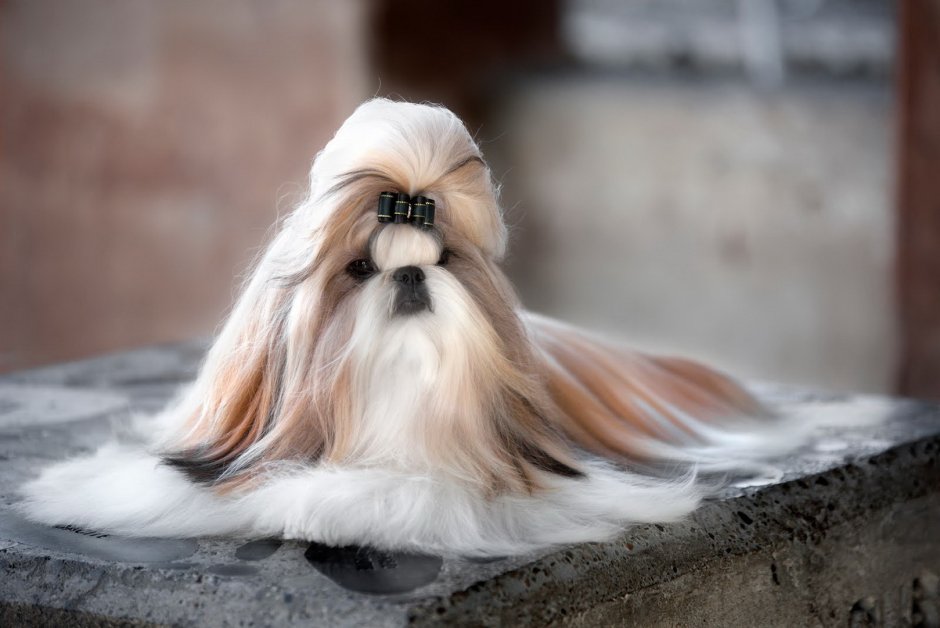 Ши-тцу (Shih Tzu