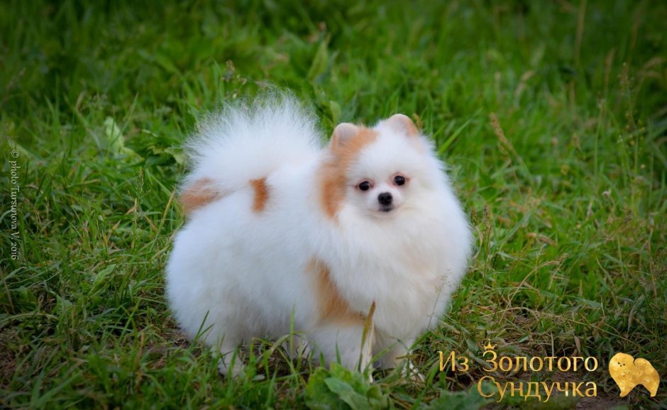 Королевский шпиц патиколор