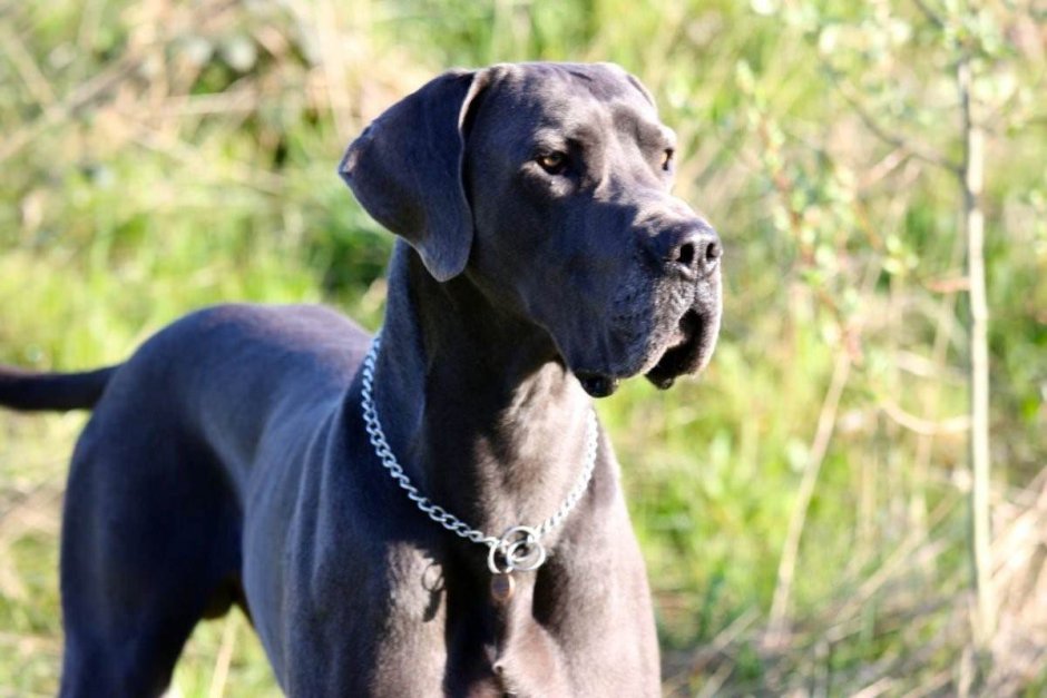 Blue great Dane порода