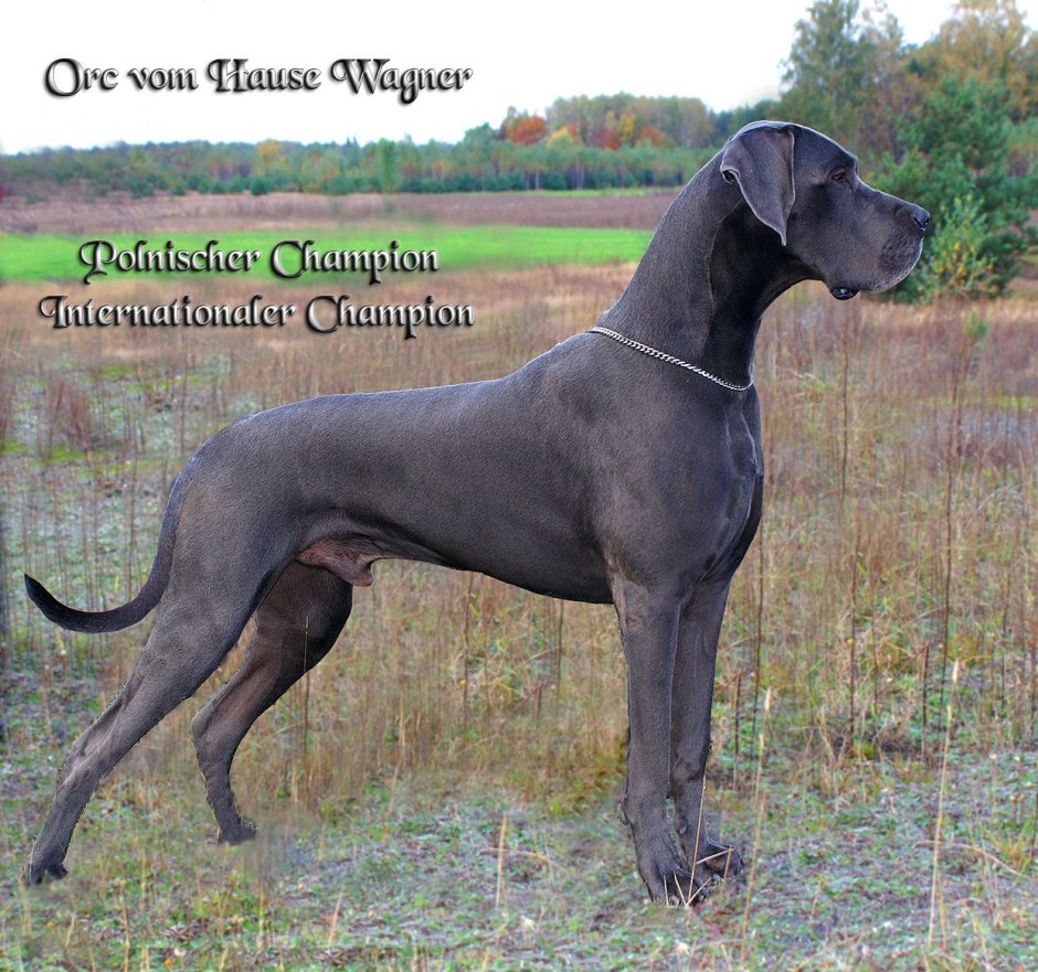 Blue great Dane порода
