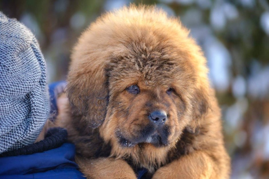Тибетский мастиф
