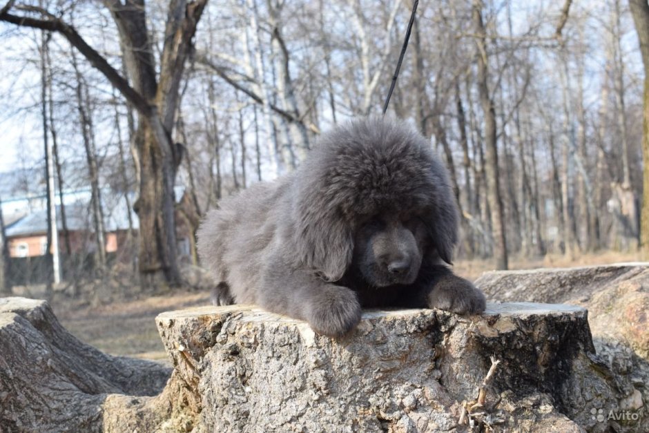 Голубой тибетский мастиф