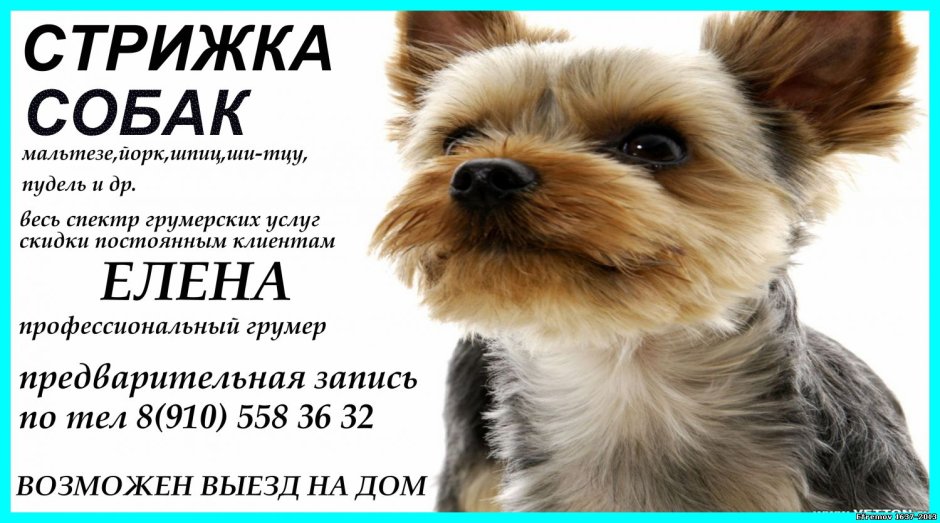 Йорик терьер