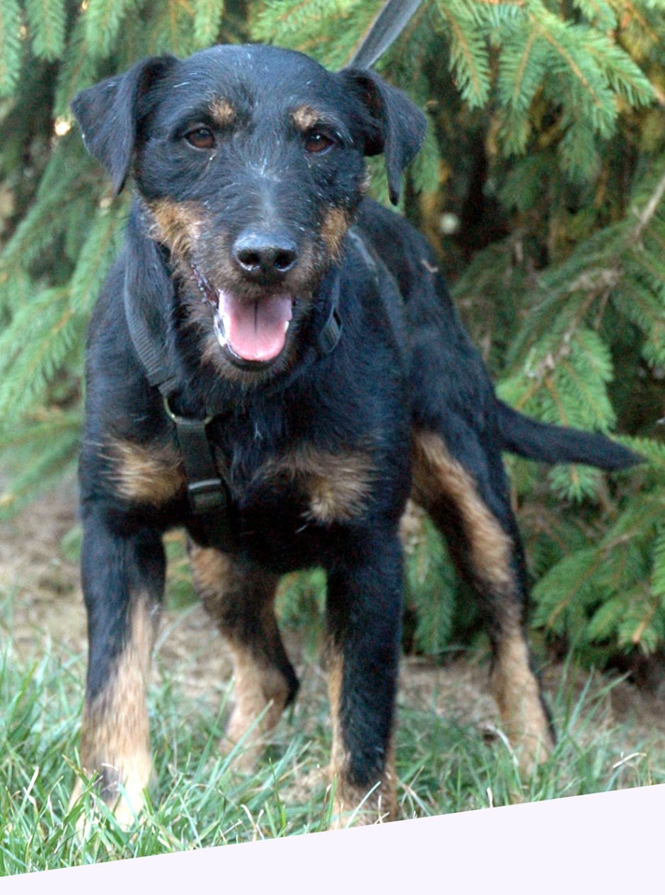 Max von der Ammensee Ягдтерьер