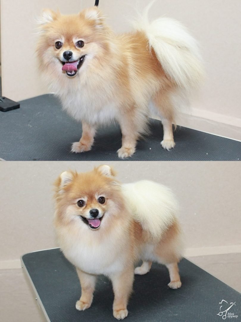 Немецкий шпиц подстрижка