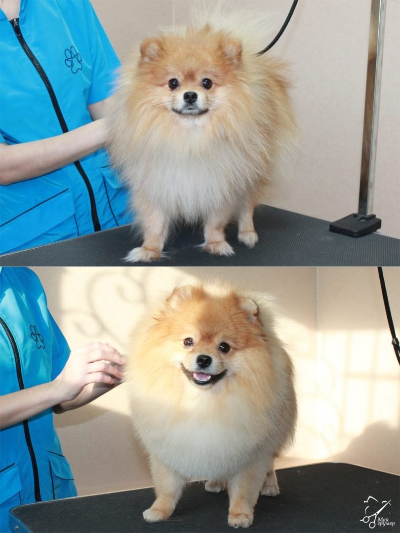 Померанский шпиц груминг