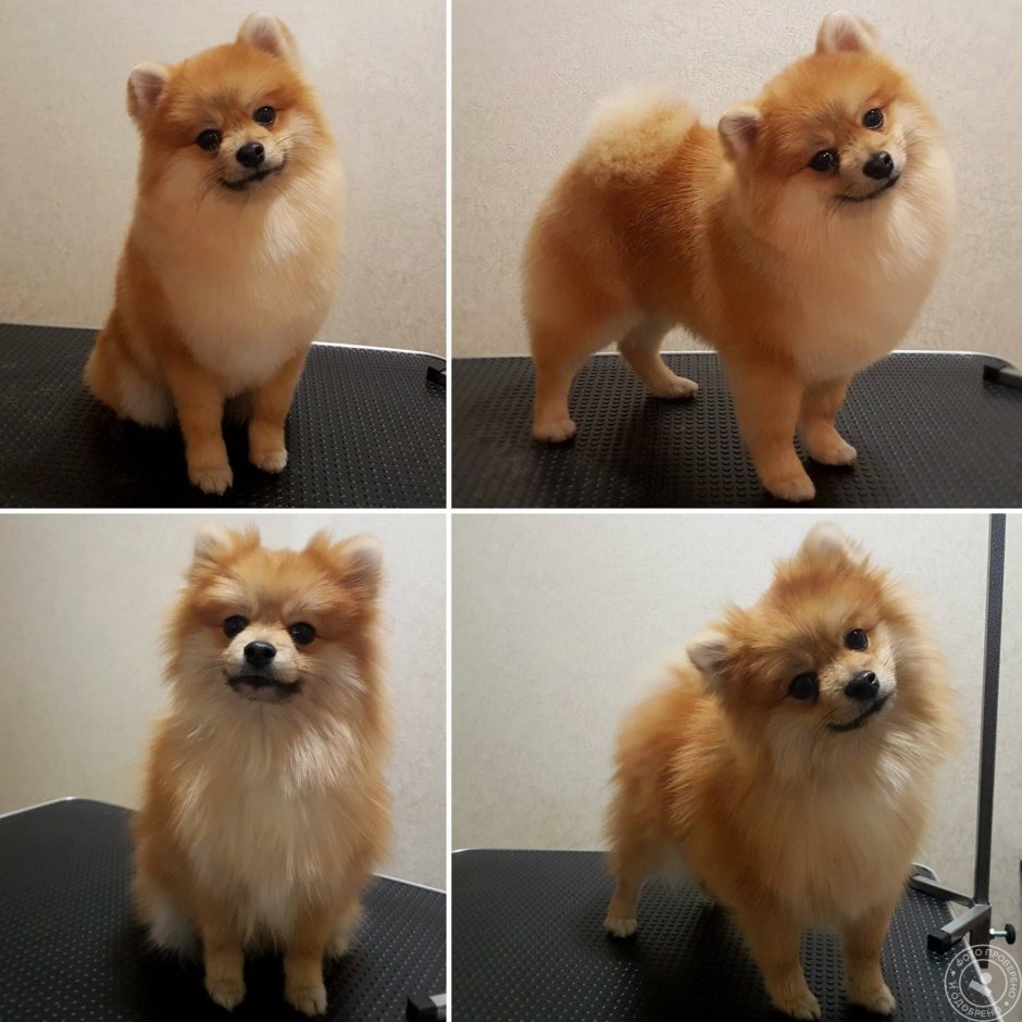 Померанский шпиц груминг