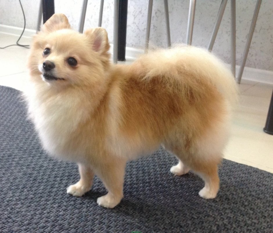 Померанский шпиц лисьего типа кремовый