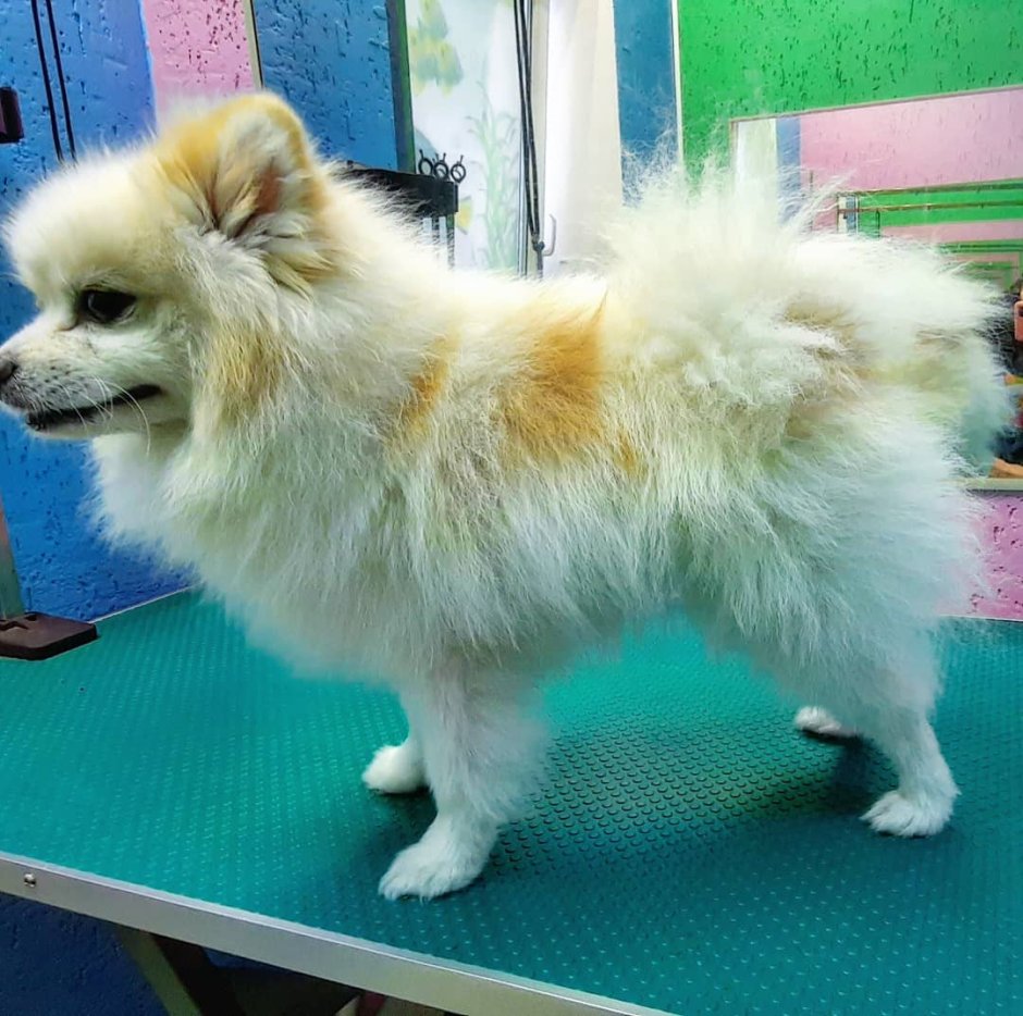 Комплекс шпица груминг