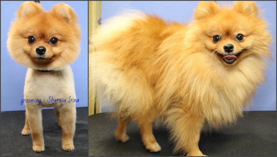 Стрижки шпица померанского Лисичка