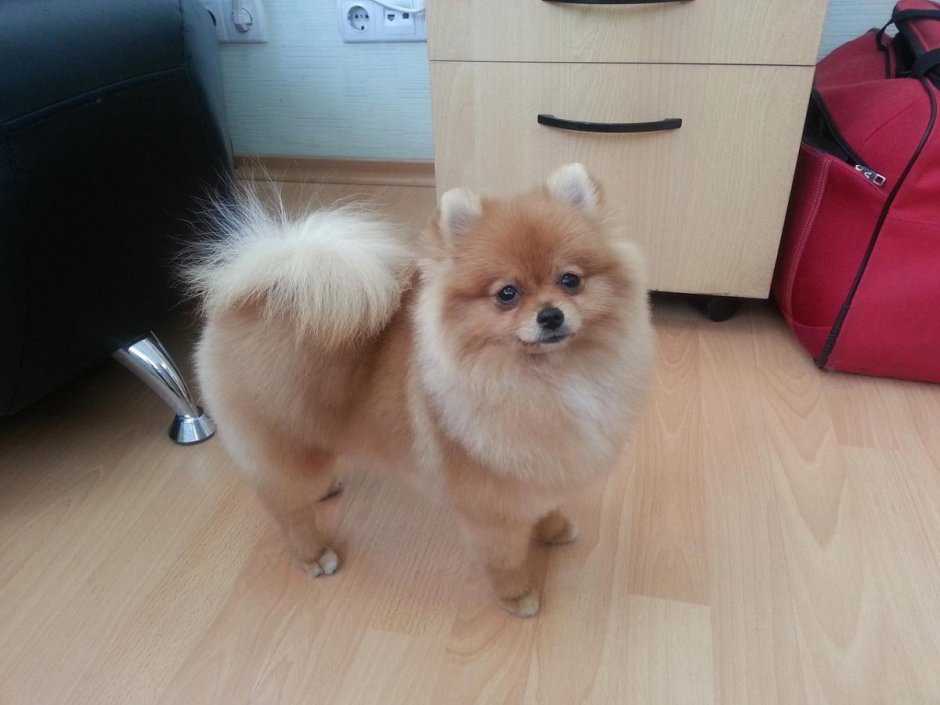 Стрижка для шпица лисичкой