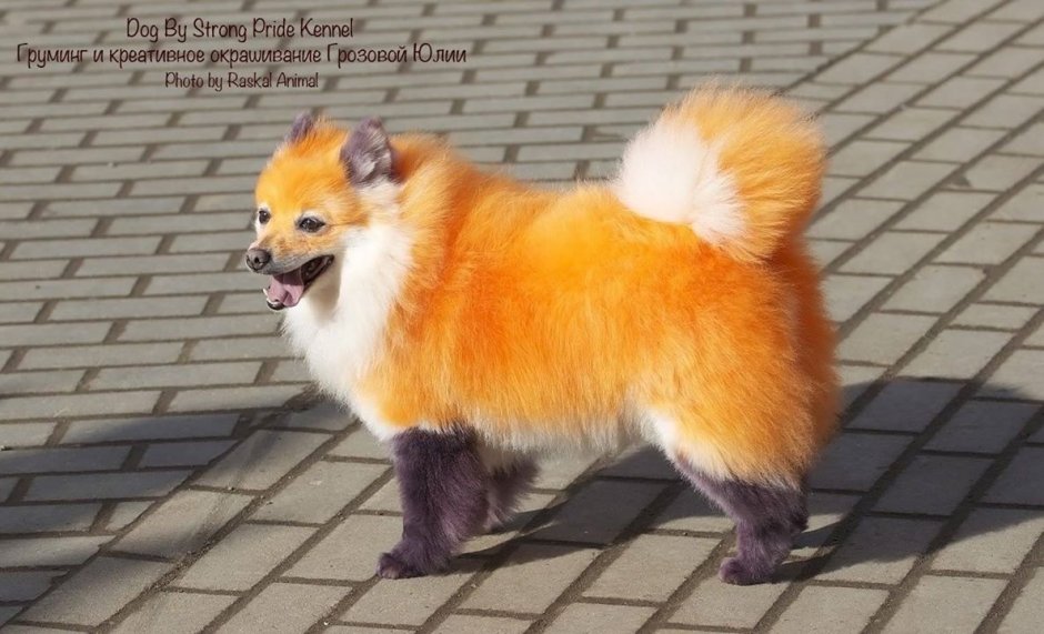 Померанский шпиц покрашенный