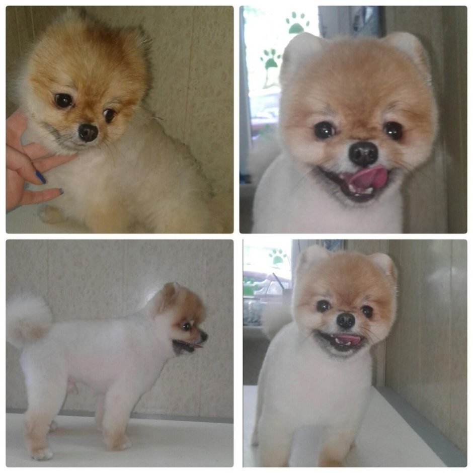 Шпиц стрижка мишка