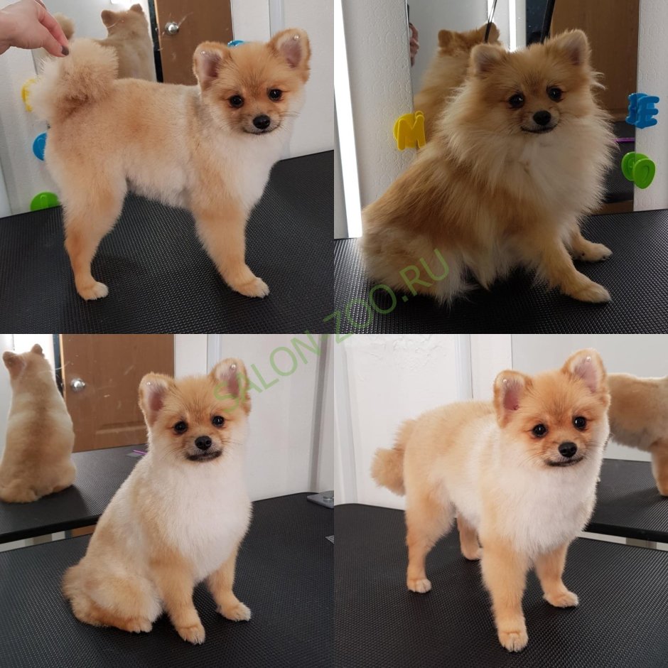 Стрижка шпица Тип Лисичка