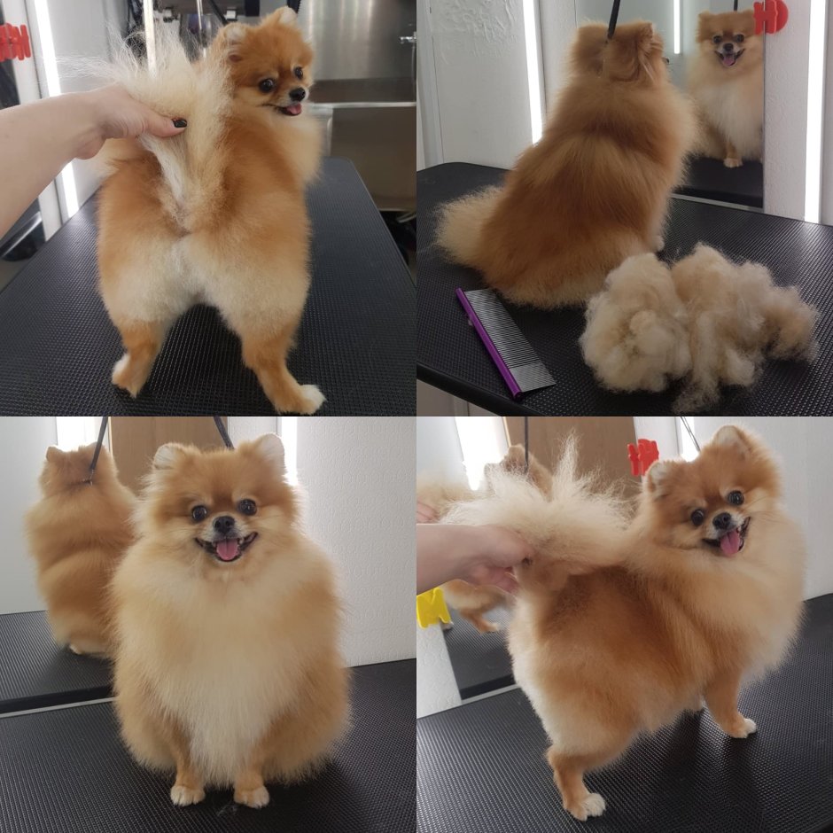 Стрижка ушей у шпица