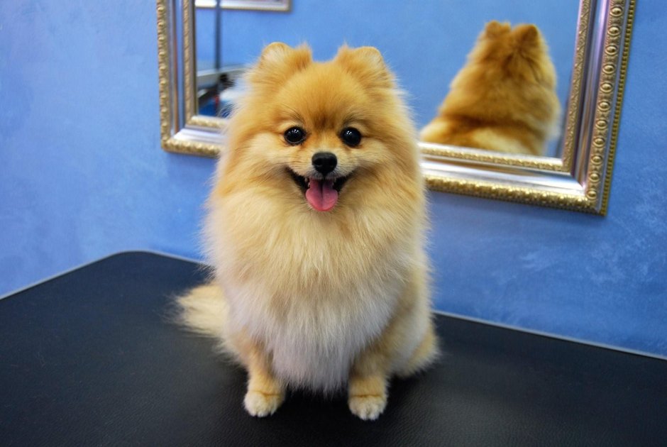 Немецкий шпиц