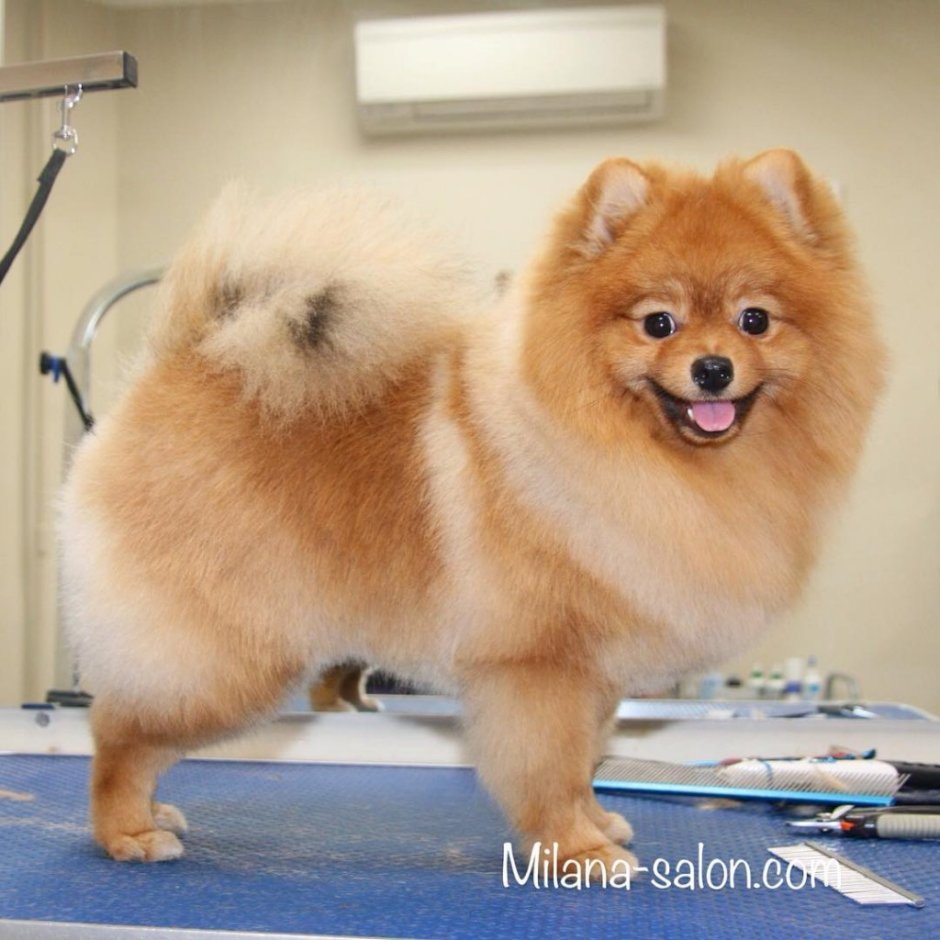 Стрижка Кляйн шпица