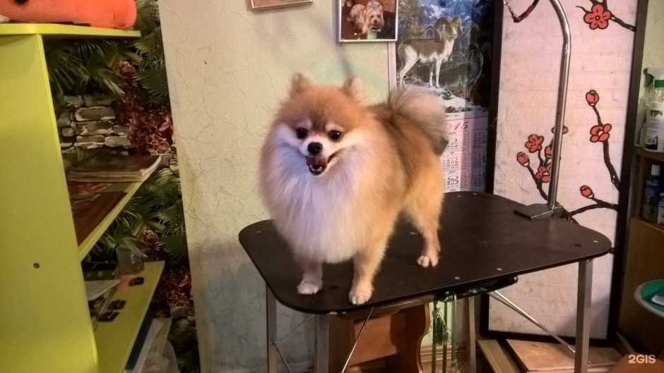 Домик для шпица малого немецкого шпица