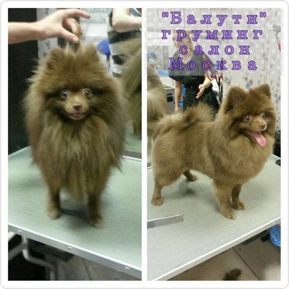 Выставочный груминг японского шпица