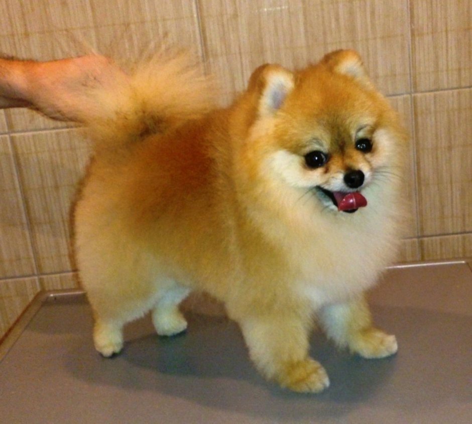 Стрижки шпица померанского Лисичка