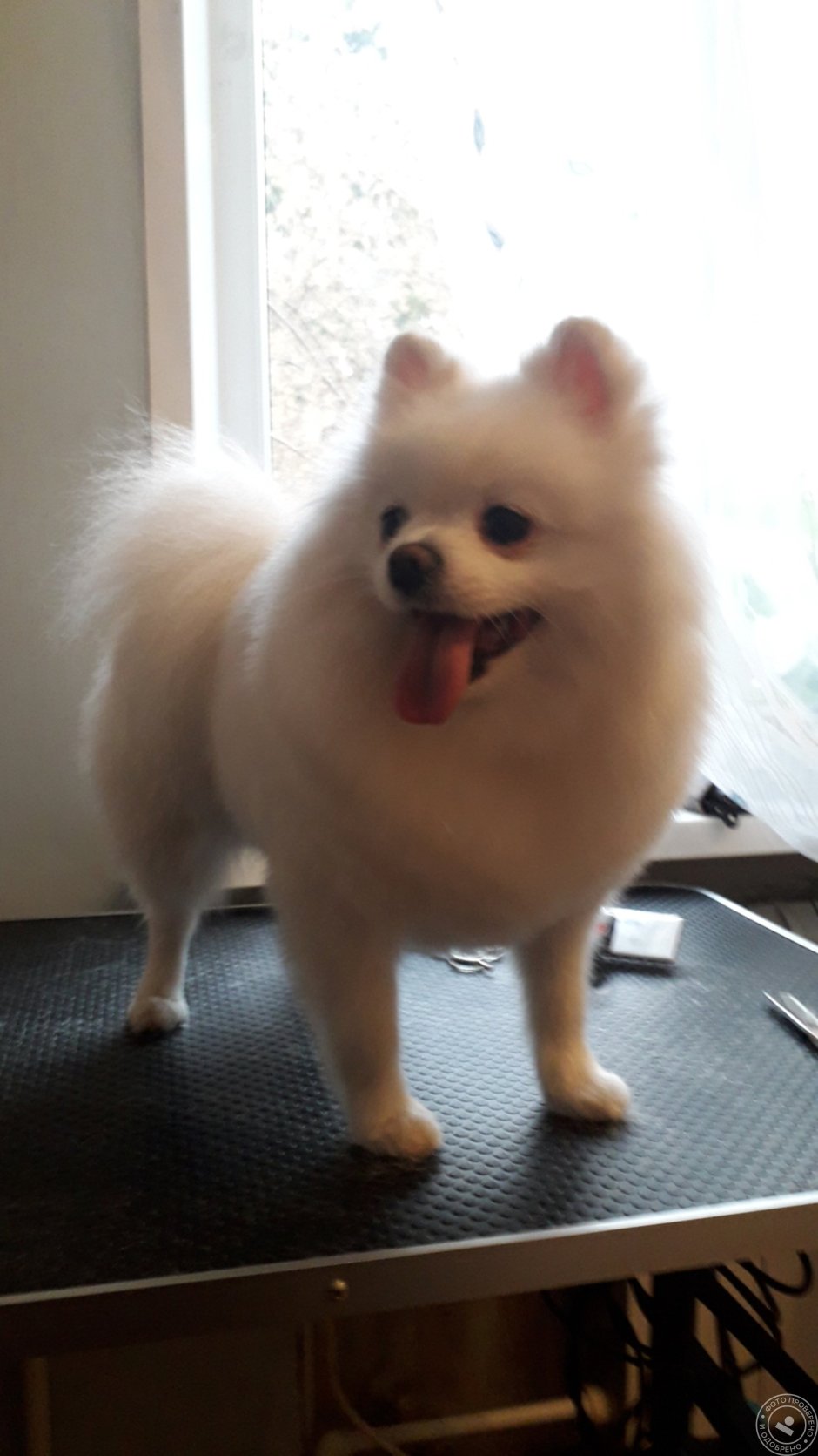 Стрижка немецкого шпица лисички