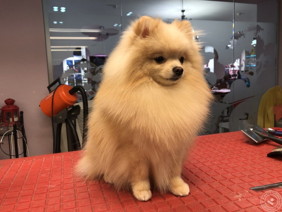 Стрижка Кляйн шпица