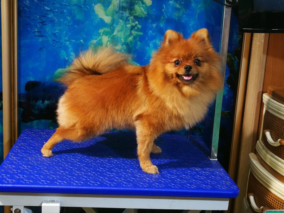 Стрижка для шпица лисичкой