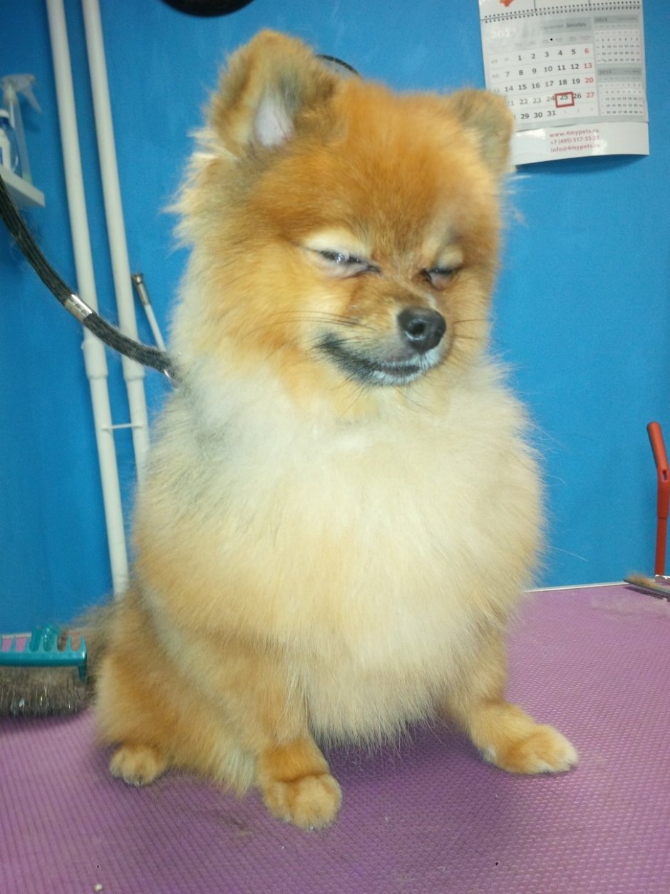 Померанский шпиц вычесанный