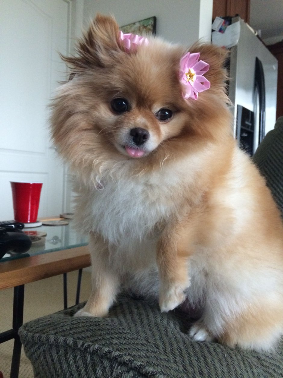 Померанский шпиц покрашенный