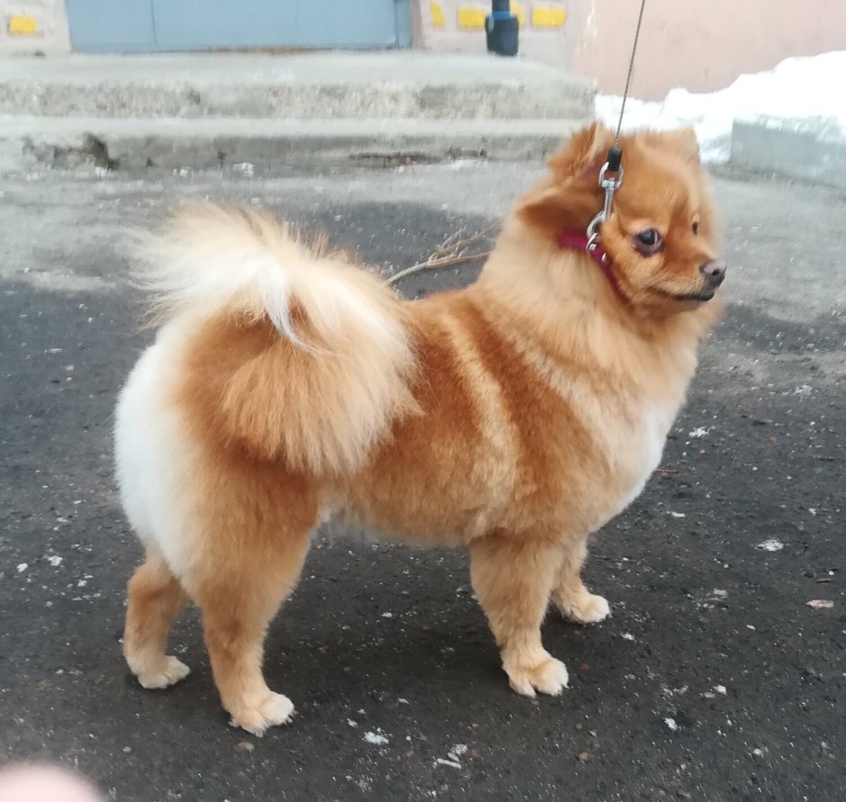 Стриженные Шпицы лисички