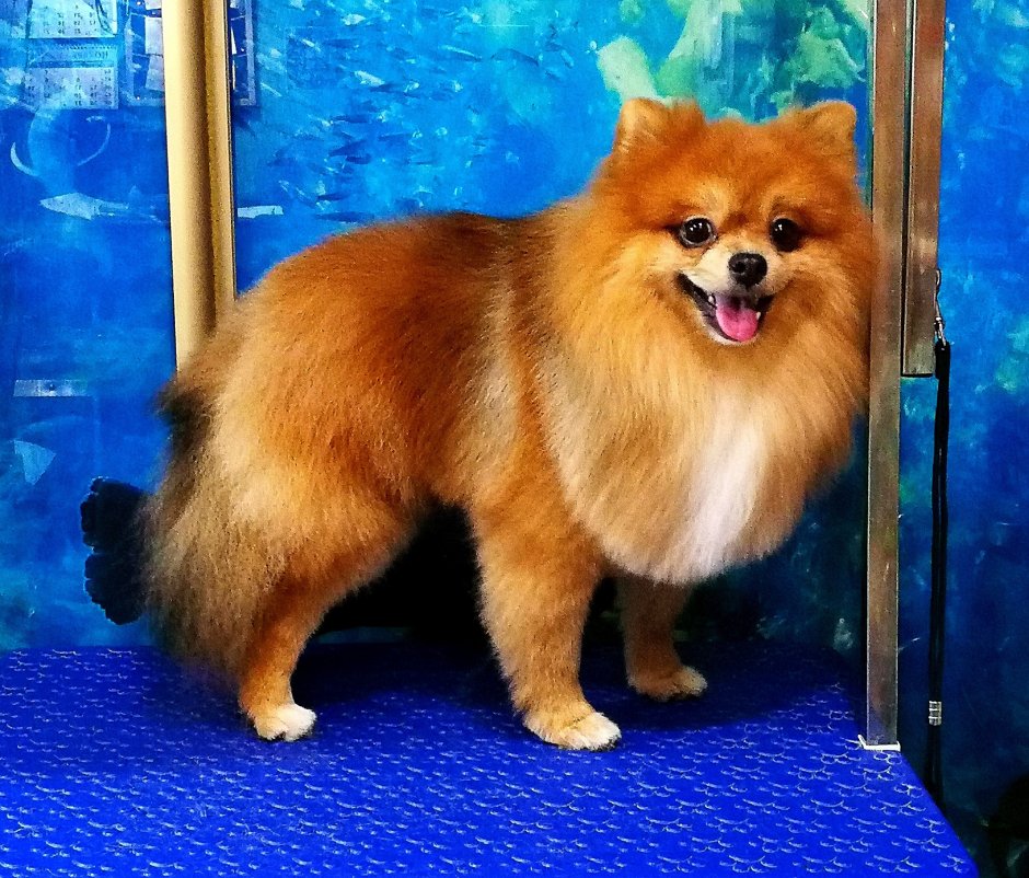 Породная стрижка шпица