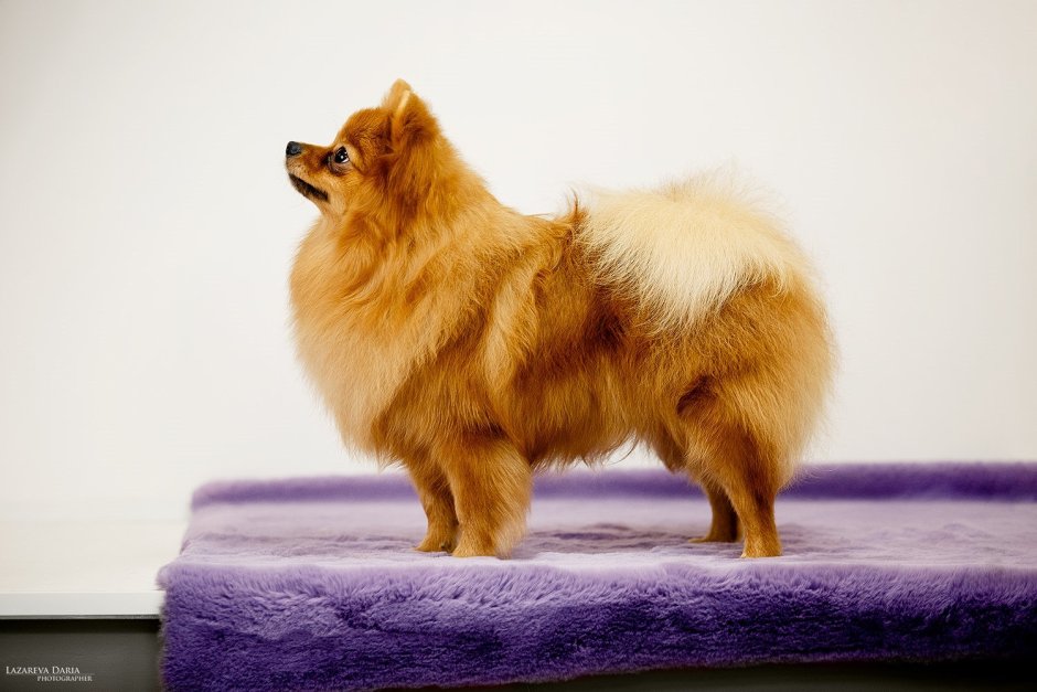 Померанский шпиц выставочный
