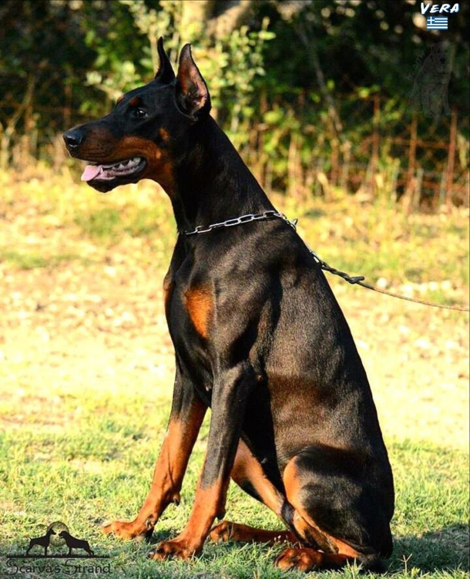 Доберман Shepherd