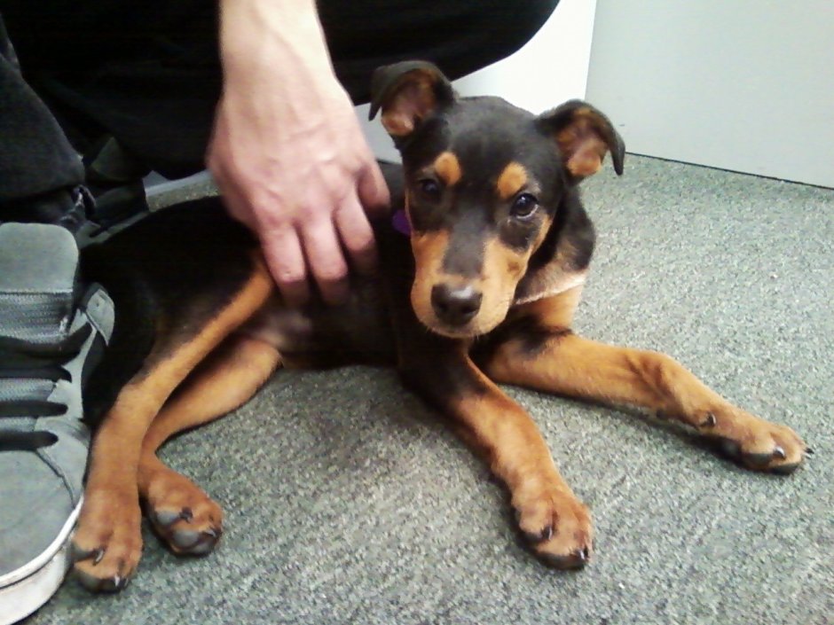 Doberman Boxer Mix