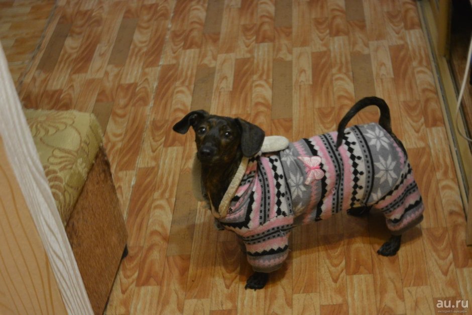 Корги смешанный с таксой тигрового окраса