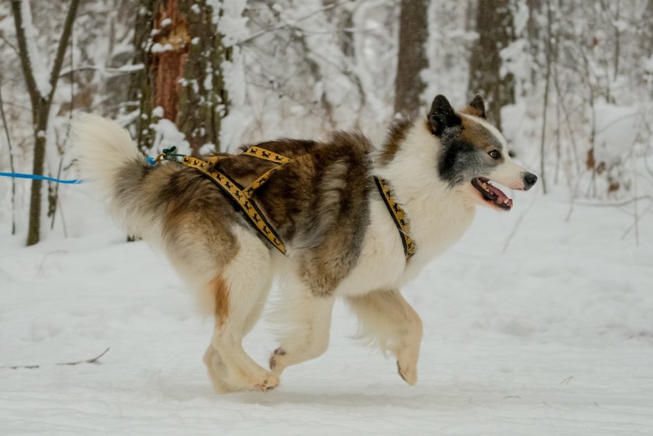 Аборигенная лайка