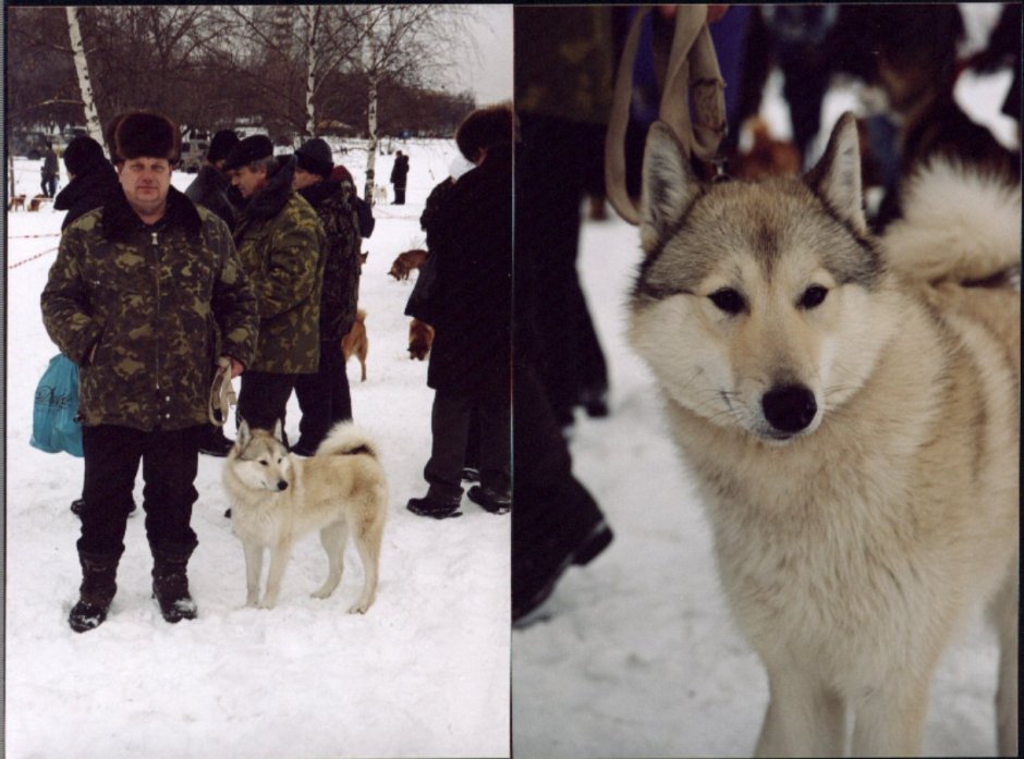 Эвенкийская лайка фото й