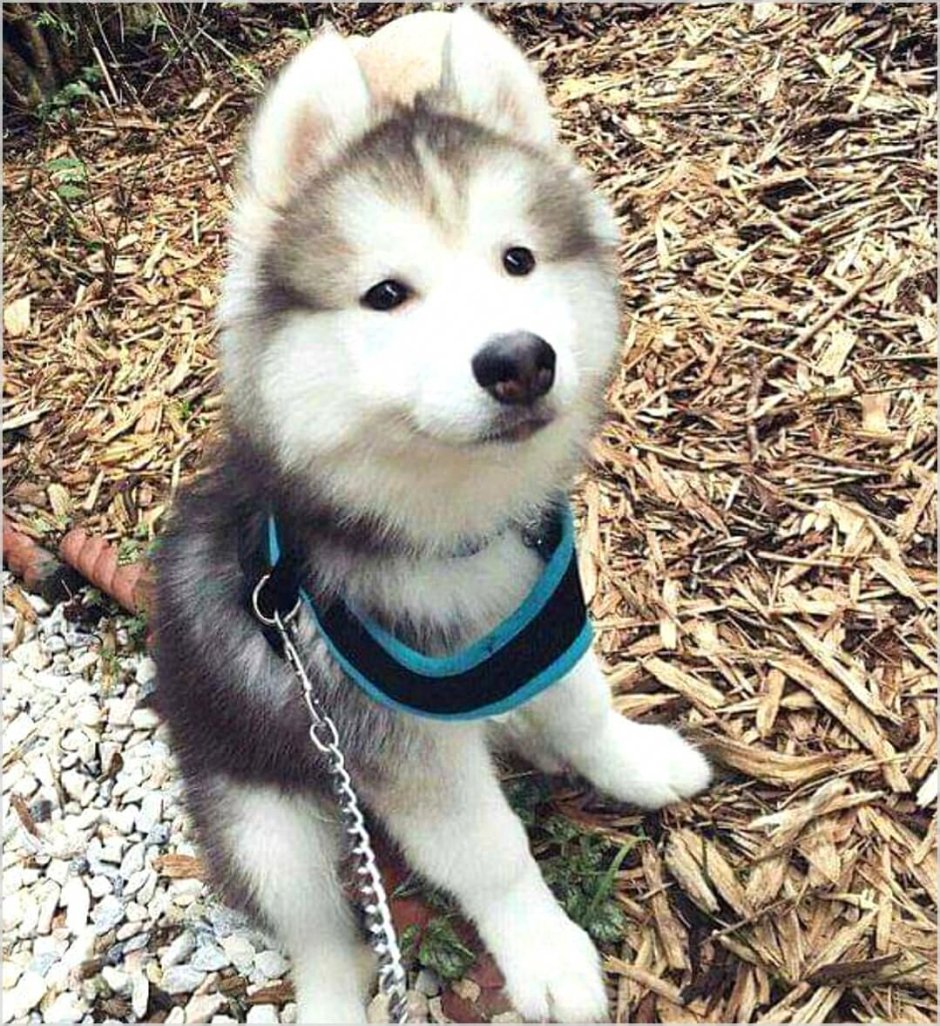 Лайка собака щенок