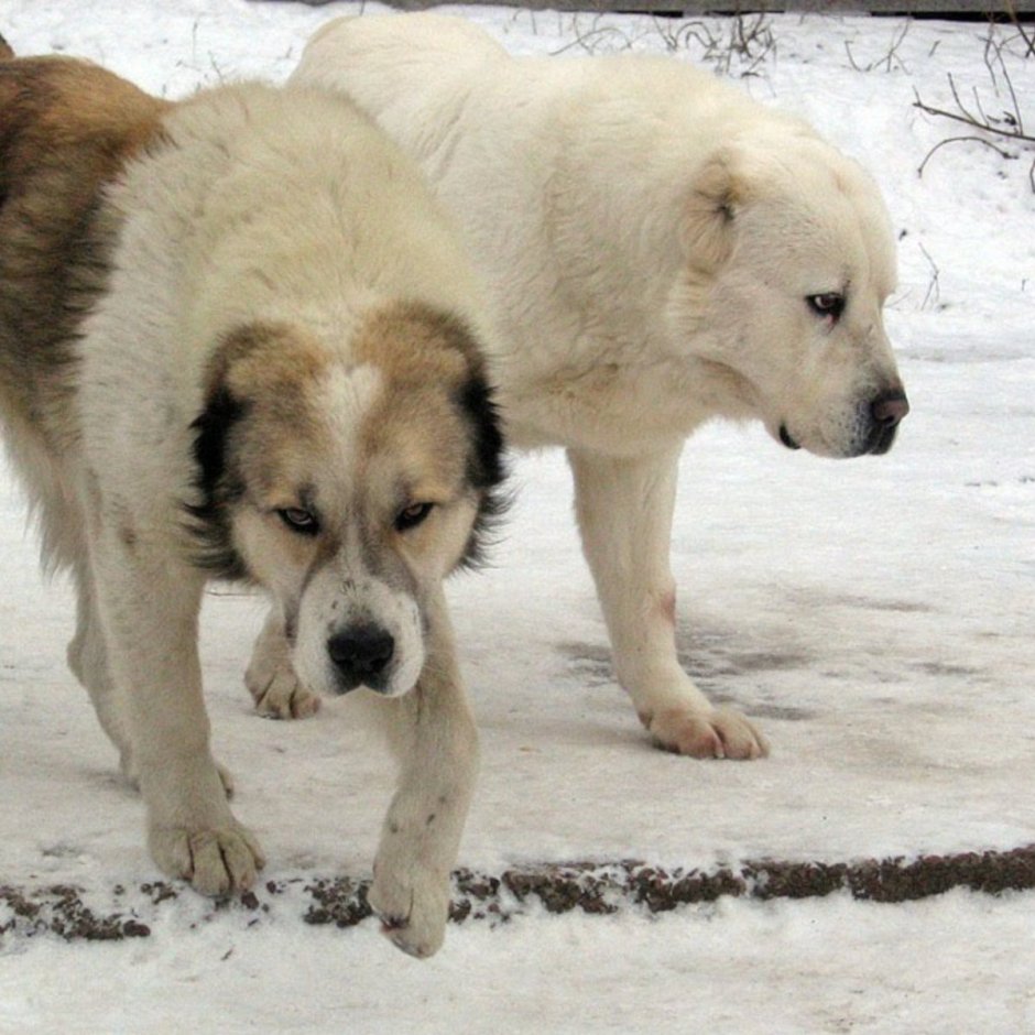Алабай бело палевый