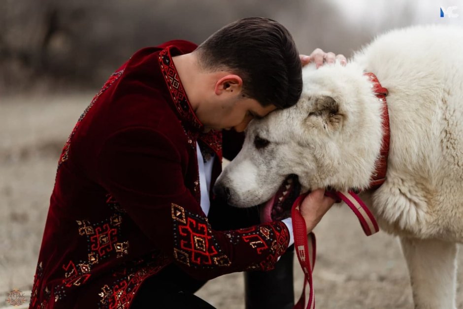 Сердар Бермухамедов Алабаи