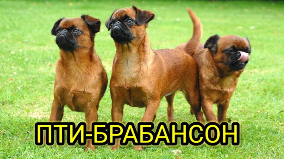 Пти брабансон рыжий