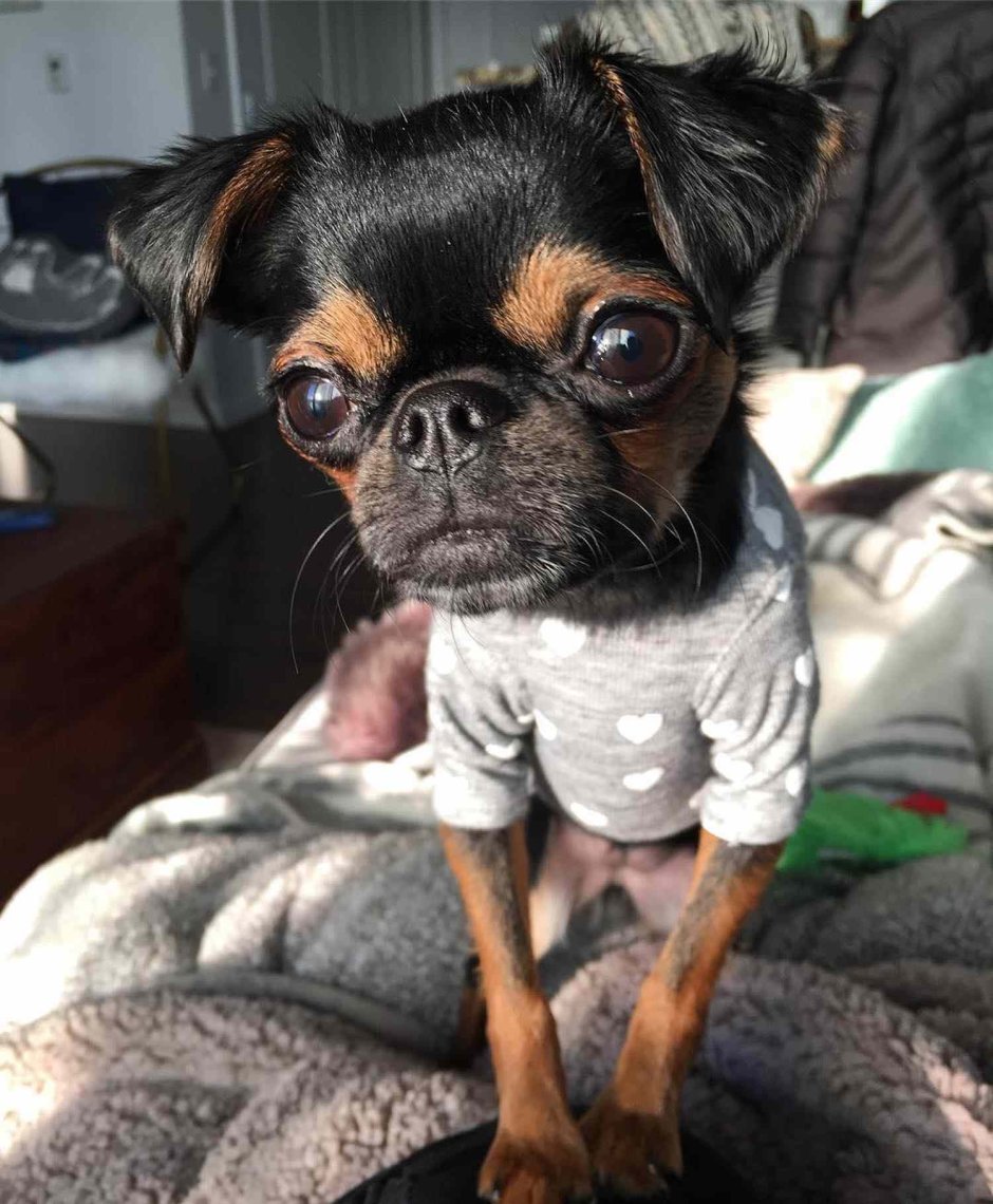 Smooth Coat Brussels Griffon