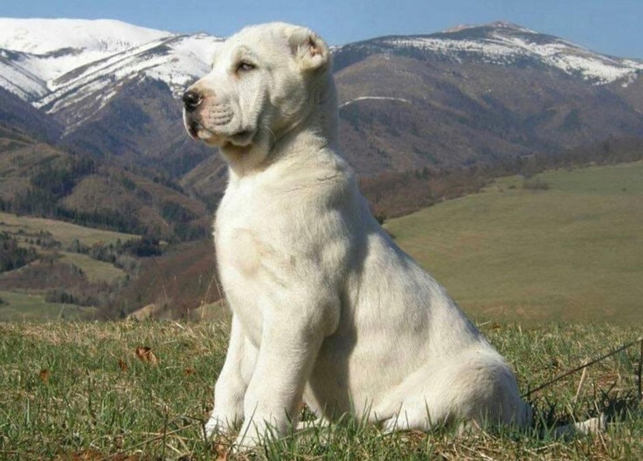 Туркменский алабай