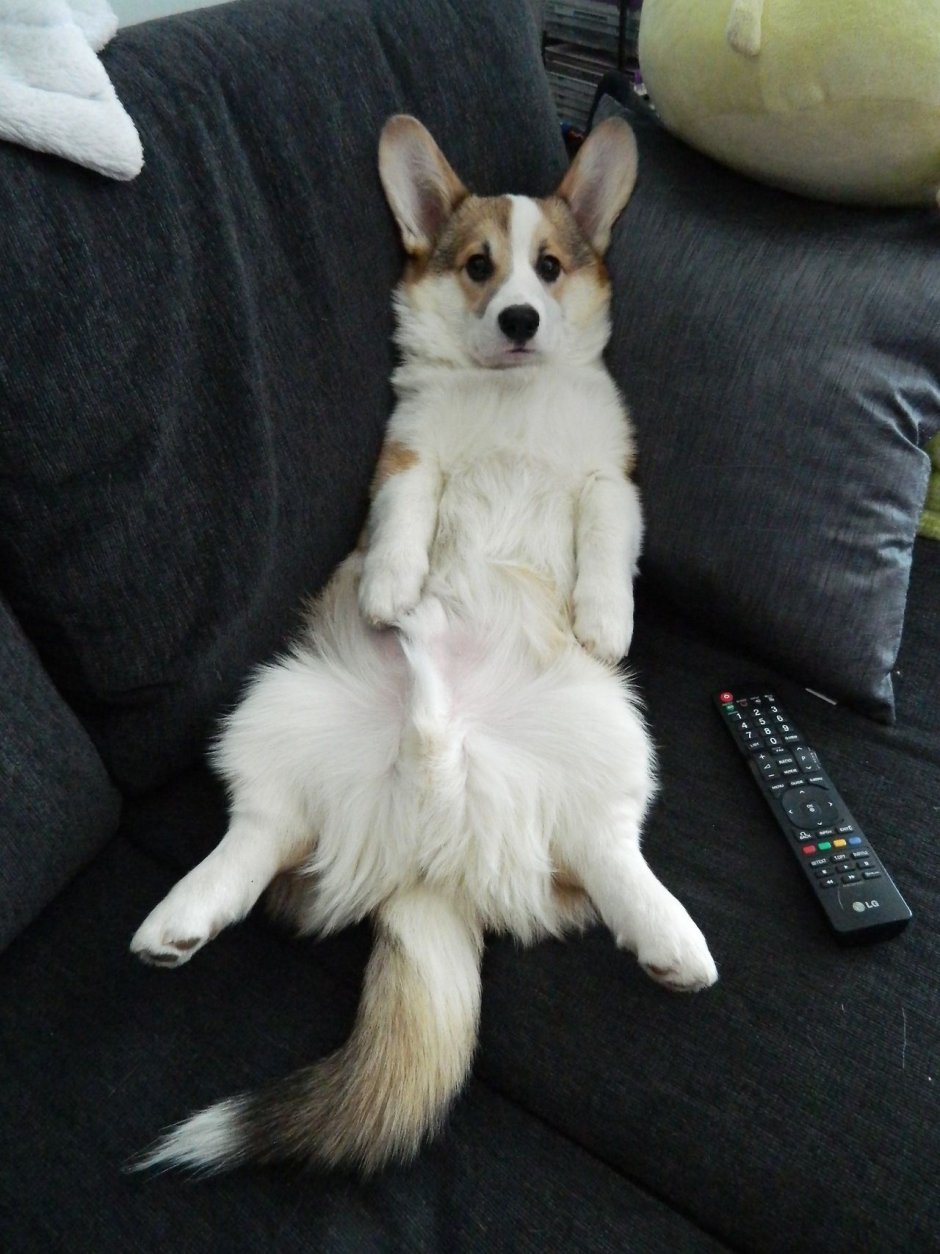 Корги пемброк альбинос