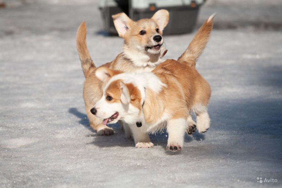 Собака корги Баффи