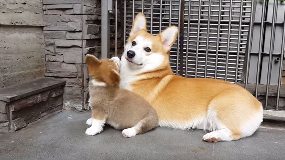 Инна Чурикова корги